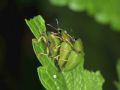 cassida viridis